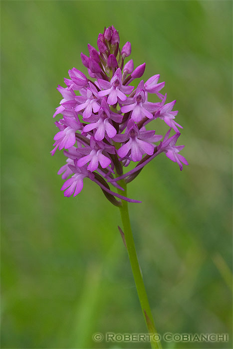 Anacamptis pyramidalis / Orchidea piramidale